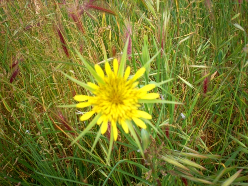 Papaver rhoeas, Papaver dubium e Tragopogon dubius